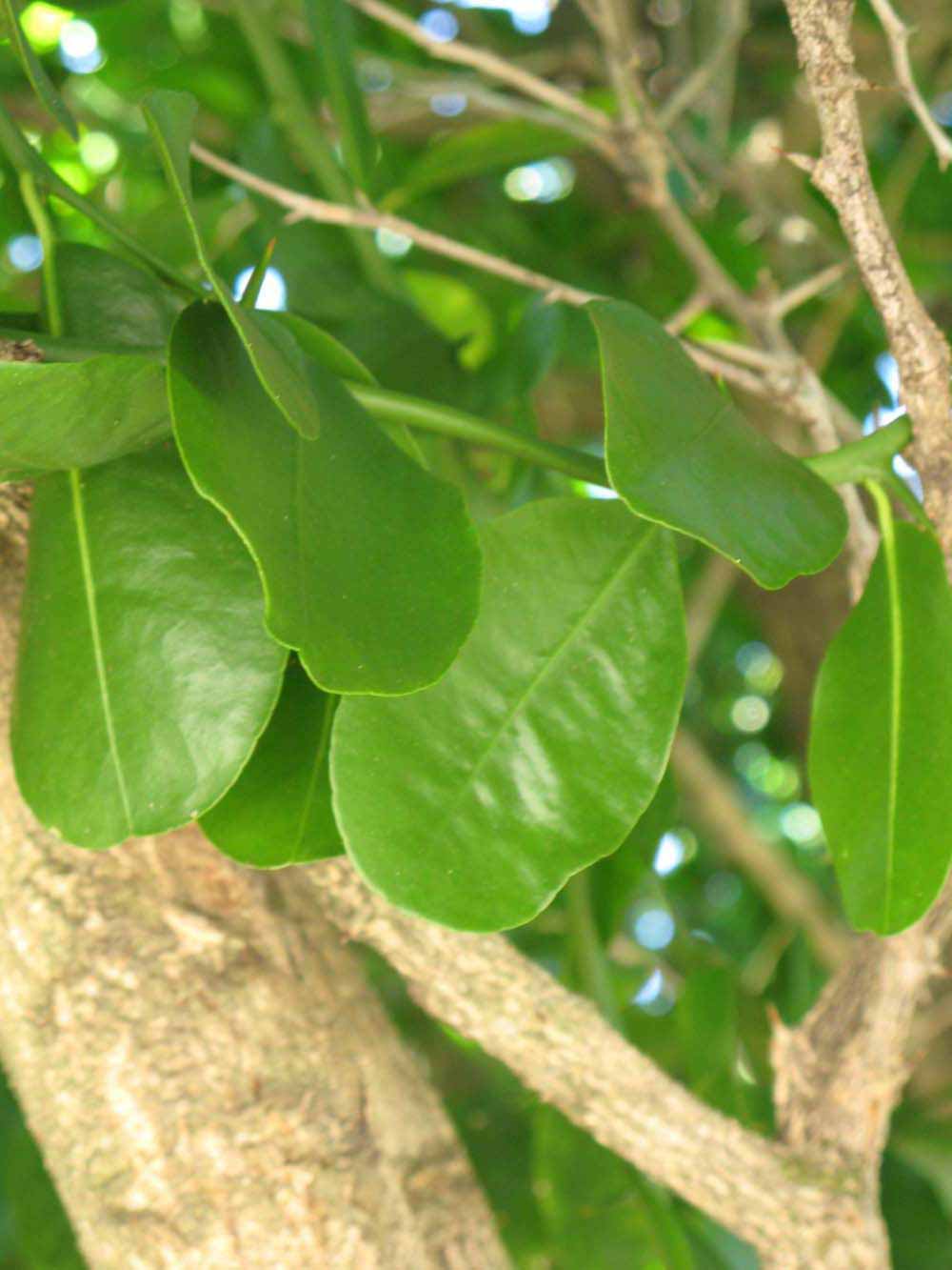              Shade leaves (Winter Haven, FL)       